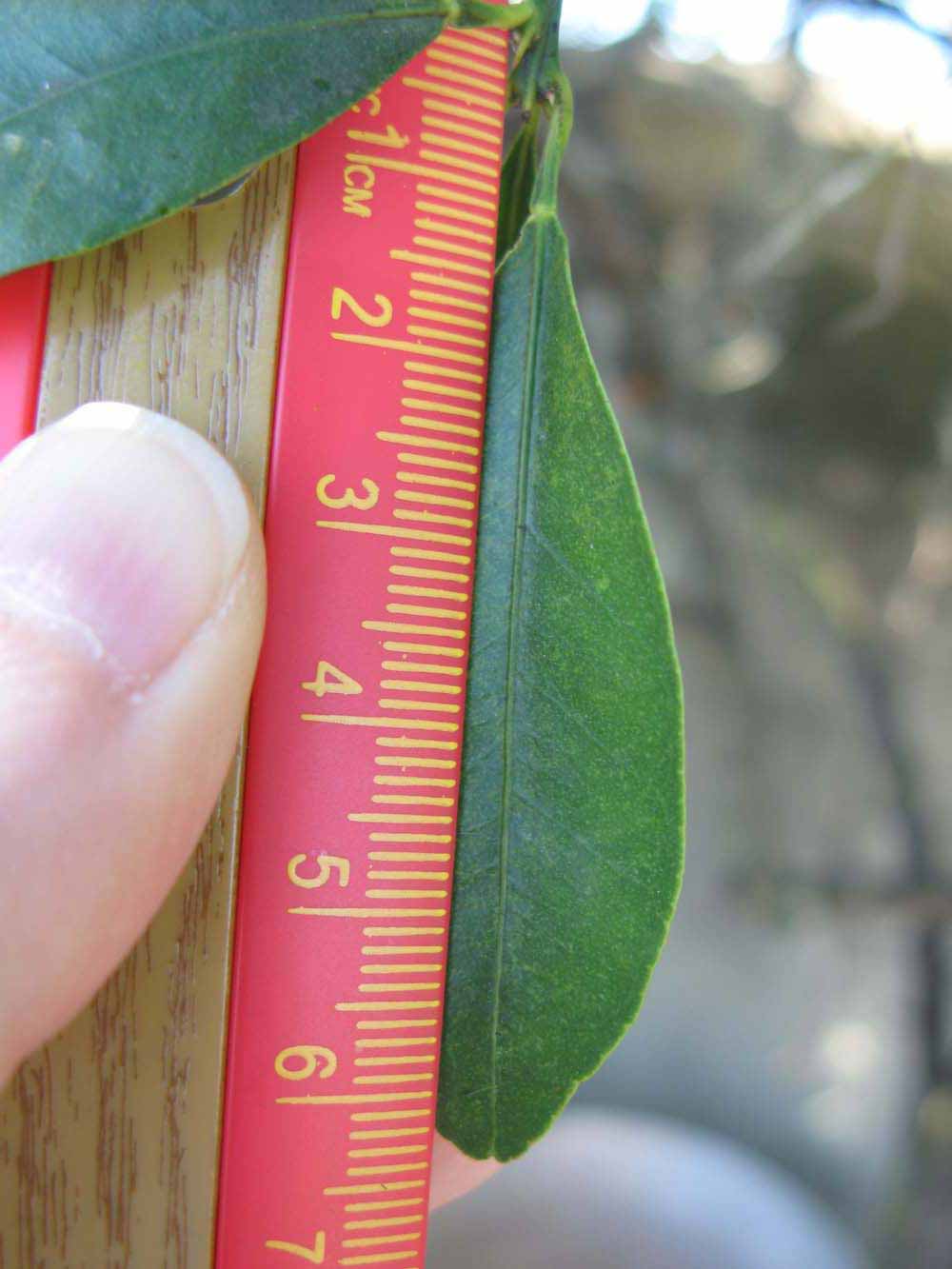              Unifoliolate leaf (Winter Haven, FL)       